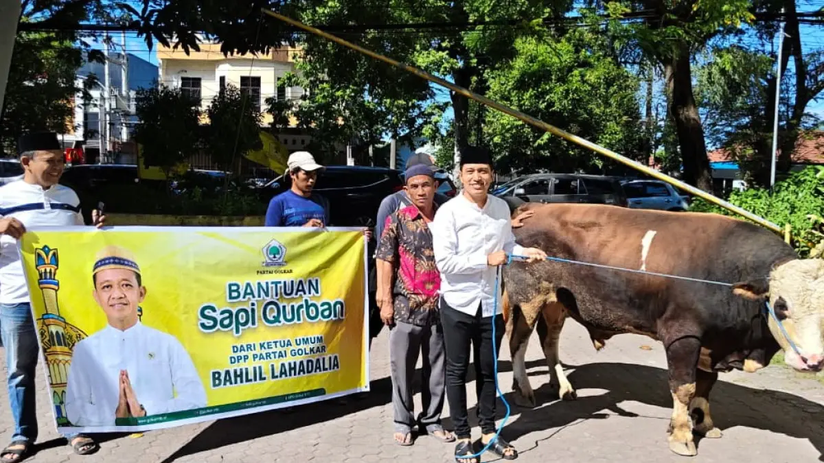 Sekretaris DPD I Golkar NTB Firadz Pariska menunjukkan sapi limousin berbobot 650 Kg dari Ketua Umum Golkar Bahlil Lahadalia di kantor DPD Golkar NTB, Rabu (27/5).