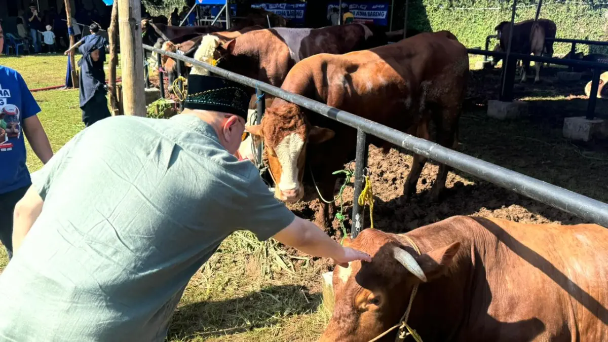Sinergi JNE dan TIKI di Idul Adha 1447 H: Kurban 30 Sapi Pakai Wadah Ramah Lingkungan hingga Diskon Ongkir Internasional 50 Persen.