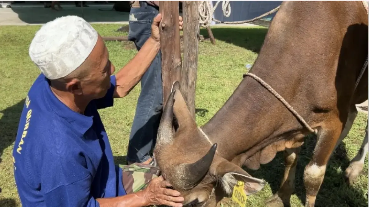SIAP WARISKAN ILMU: Muslim Haji Bustami saat bersiap melakukan penyembelihan sapi kurban di Pontianak. Tradisi jagal kurban yang telah dijalaninya selama 25 tahun kini mulai diwariskan kepada anak-anak muda. (IDIL AQSA AKBARY/PONTIANAK POST/GRUP JAWA POS)