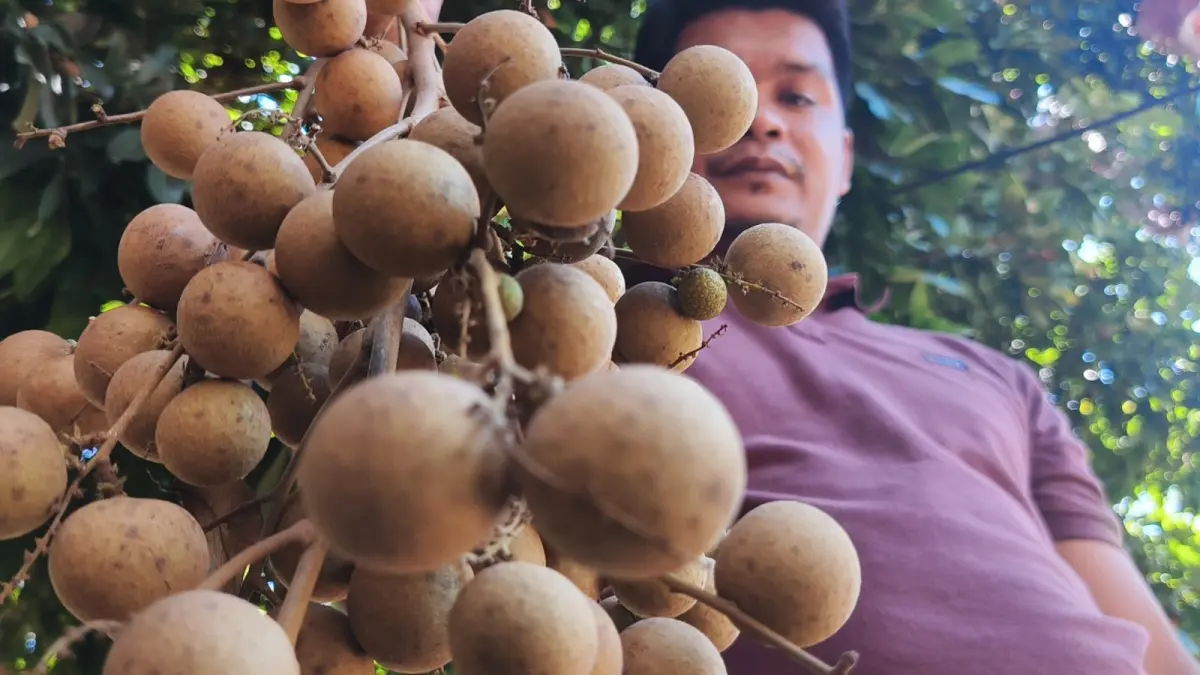 PRIMADONA BARU: Buah kelengkeng jenis Diamond River yang dibudidayakan secara organik di Desa Sukadana, Kecamatan Bayan, Kabupaten Lombok Utara, yang jadi primadona baru di NTB. (Ferial/Lombok Post)