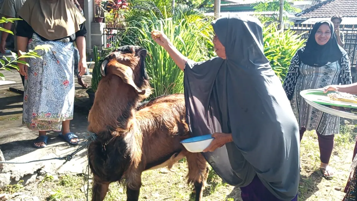 HEWAN KURBAN: Pemilik hewan kurban saat memandikan dan melumuri hewan kurban miliknya sebelum di sembelih pada hari raya idul Adha