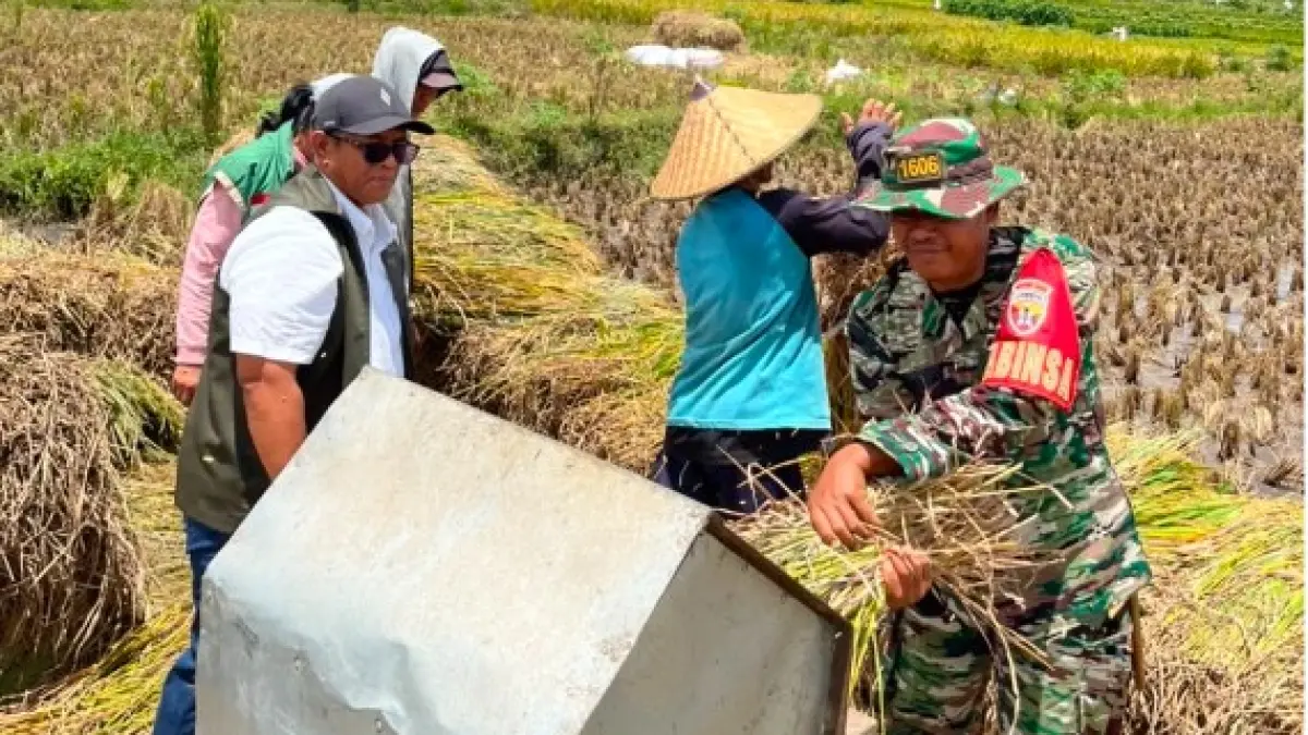Panen Kedua Jadi Andalan, Bulog NTB Percepat Penyerapan Gabah Petani. (IST)