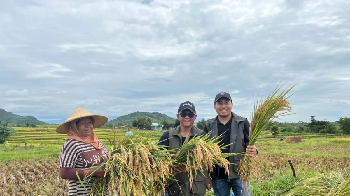 JEMPUT BOLA: Pimwil Bulog NTB Mara Kamin Siregar (tengah) yang turun jemput bola panen padi di sawah masyarakat, belum lama ini. (Istimewa)