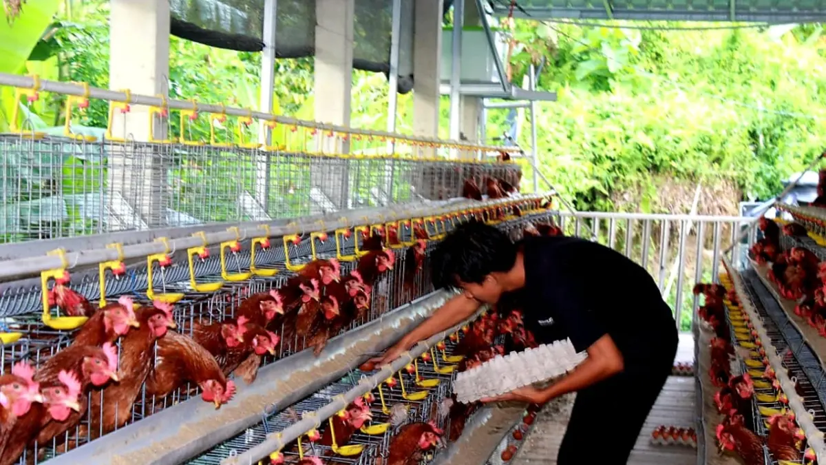 AKTIF PRODUKSI: BUMDes Remasa di Dusun Batu Butir, Desa Kekait saat ini mengelola 1.200 ekor ayam petelur yang mampu memproduksi rata-rata 25 tray telur per hari.