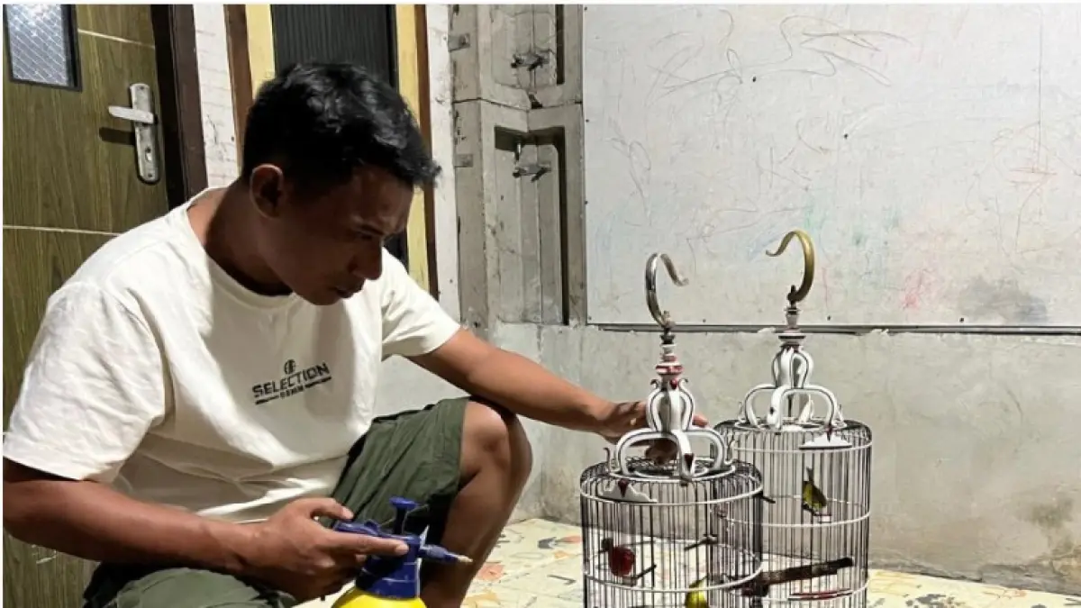 PERAWATAN EKSTRA: Eja Ibrahim merawat burung Kecial Kuning miliknya. Eja mengaku hobinya tersebut digeluti sejak tahun 2015. (HABIBUL ADNAN/LOMBOK POST)