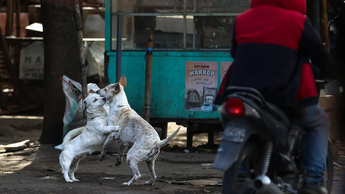 BUTUH PENANGANAN: Keberadaan anjing liar di Pulau Lombok memerlukan perhatian lebih terhadap kesehatan hewan dan kebersihan lingkungan sekitar. (IVAN/LOMBOK POST)