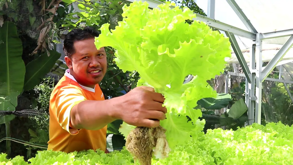 SULAP LAHAN: Muliadi menunjukkan hasil panen sayur Selada hidroponik miliknya di Kelurahan Tiwu Galih, Praya, Loteng, Kamis (11/6). (Dewi/Lombok Post) 