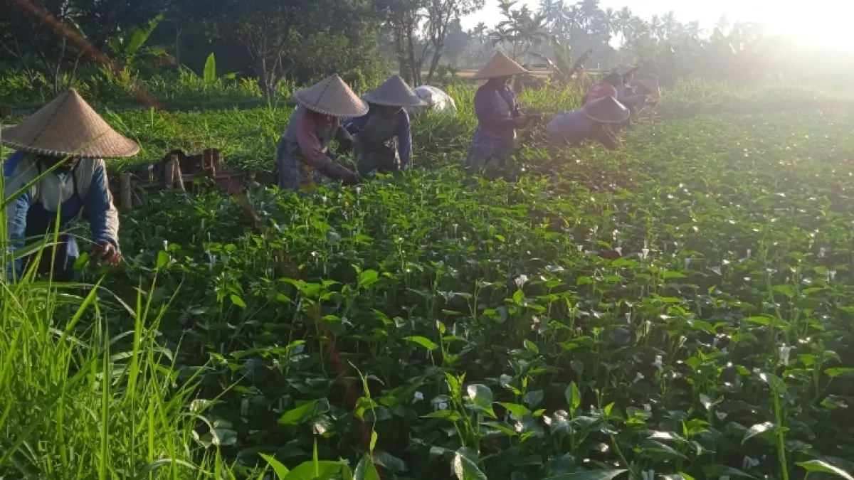 KUALITAS TERBAIK: Buruh tani memanen kangkung di Dasan Tereng, Kecamatan Narmada, Kabupaten Lombok Barat, Kamis(11/6). (Wahyu/Lombok Post) 