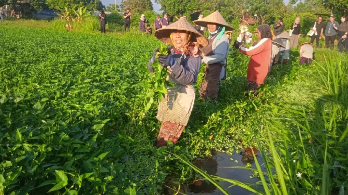 KUALITAS TERBAIK: Buruh tani memanen kangkung di Dasan Tereng, Kecamatan Narmada, Kabupaten Lombok Barat, Kamis(11/6). (Wahyu/Lombok Post) 
