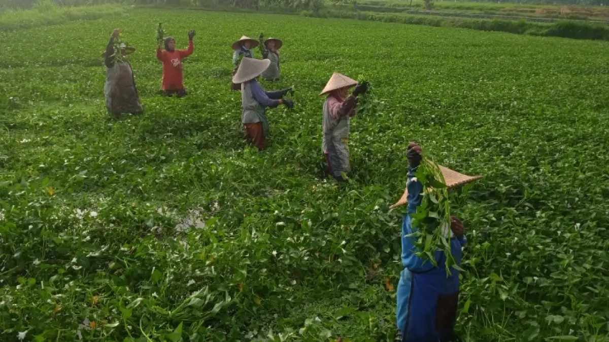 KUALITAS TERBAIK: Buruh tani memanen kangkung di Dasan Tereng, Kecamatan Narmada, Kabupaten Lombok Barat, Kamis(11/6). (Wahyu/LombokPost) 