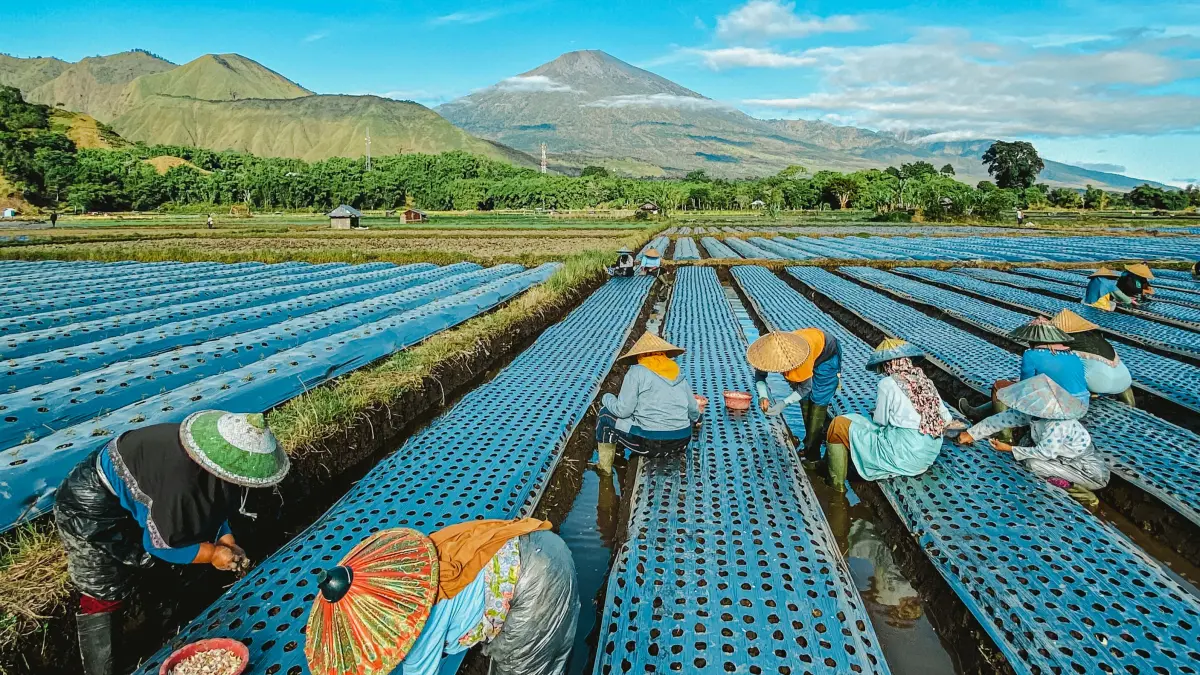 MUSIM TANAM: Sejumlah petani yang tengah menanam bibit tanaman hortikultura di lahan persawahan Sembalun, Lombok Timur, belum lama ini. (IVAN/LOMBOK POST)