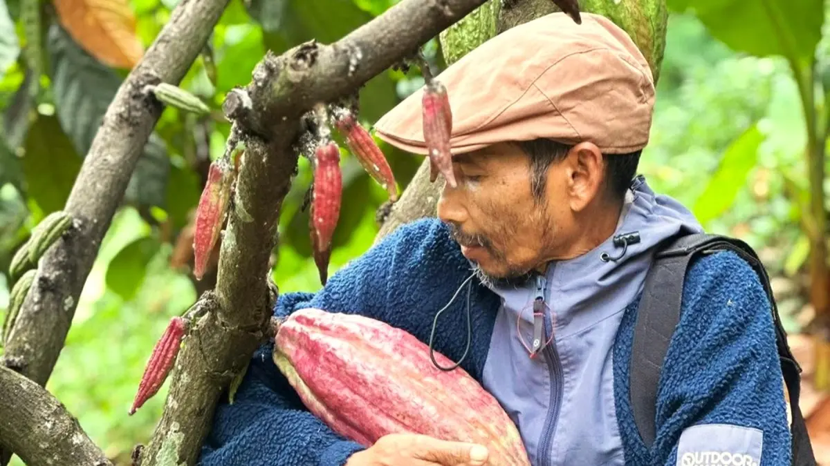 ANDALAN BARU: Petani kakao Jabat Manjulu menunjukkan buah kakao unik miliknya yang ukurannya berbeda dari umumnya yang ditanam di lahan miliknya di Desa Genggelang, Lombok Utara, beberapa waktu lalu. (IST/LOMBOK POST)