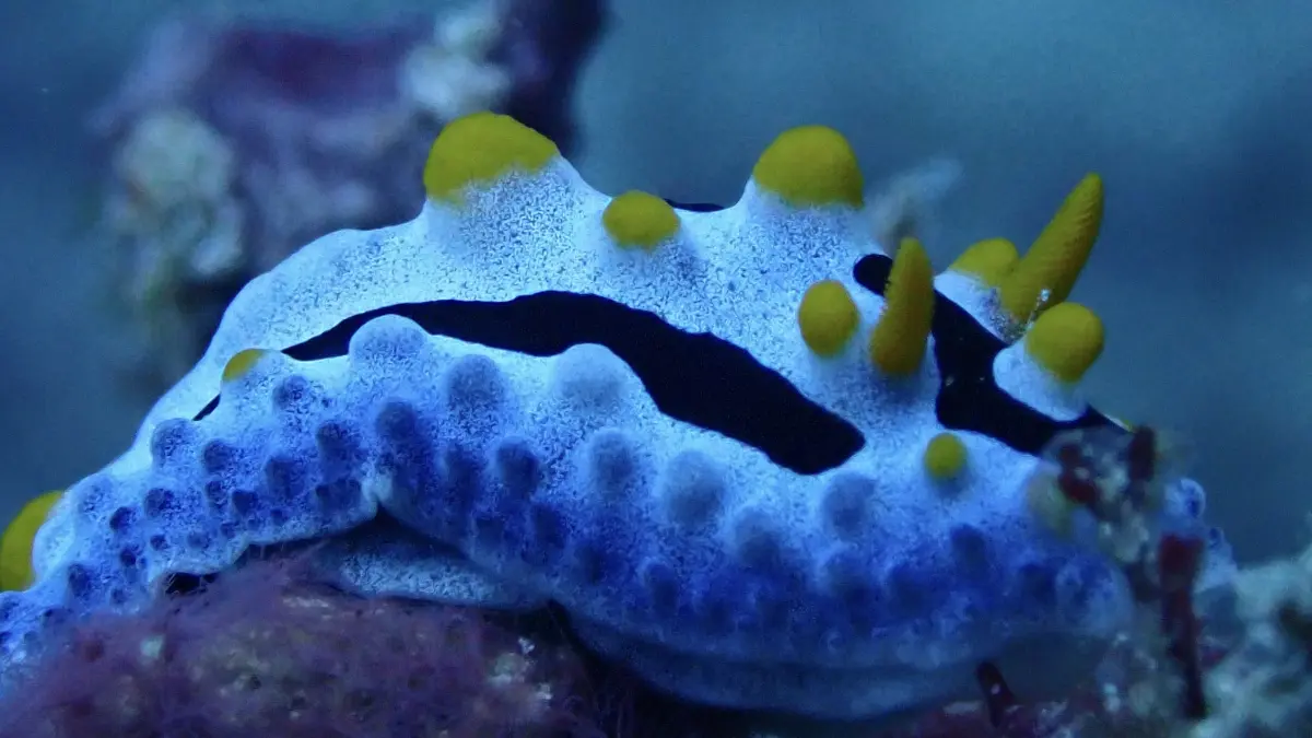 Seekor nudibranch merayap perlahan di antara substrat dasar laut kawasan Gili Matra, Lombok Utara. Meski hanya berukuran beberapa sentimeter, biota laut yang dijuluki "kelinci laut" ini memiliki warna mencolok dan menjadi salah satu indikator kesehatan ekosistem terumbu karang. (Dok. Pribadi)