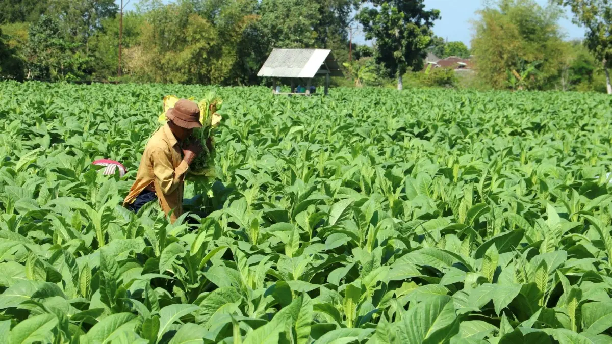 DBHCHT MENURUN: Seorang petani memetik lembaran daun tembakau saat panen di Loteng, beberapa waktu lalu. (Dewi/Lombok Post) 