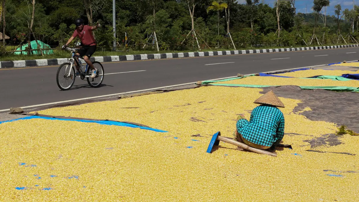 KOMODITAS UNGGULAN: Petani menjemur jagung hasil panen untuk menjaga kualitas sebelum proses distribusi dan pemasaran. (IVAN/LOMBOK POST)