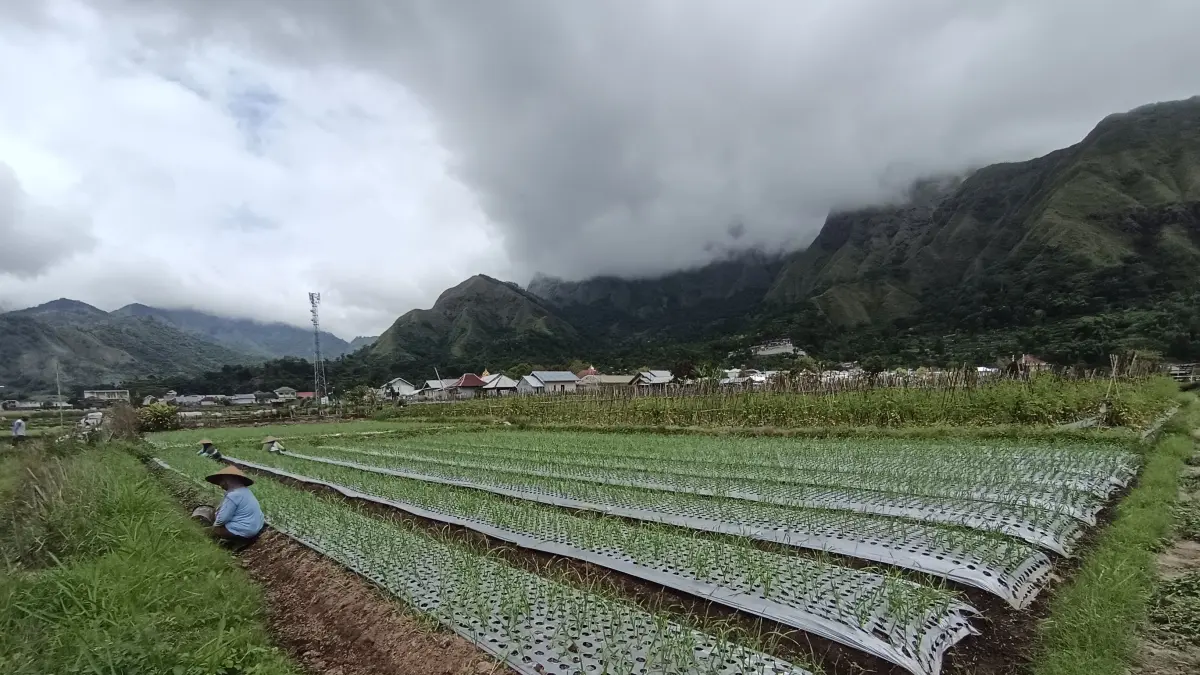 BAWANG PUTIH: Bawang putih yang ditanam di lahan salah seorang petani di Kecamatan Sembalun yang tumbuh subur.