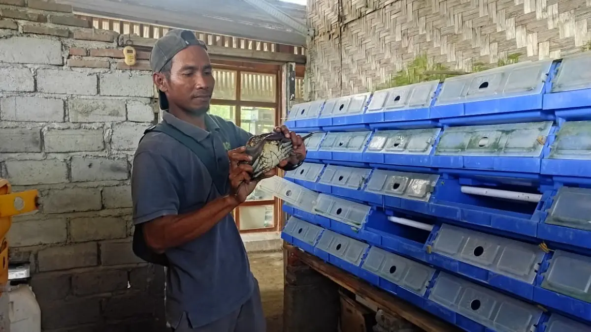 Lalu Agus Alwi, pembudidaya kepiting bakau dengan sistem apartemen menunjukan kepiting siap panen, di Dusun Madak Belek, Desa Persiapan Empol, Kecamatan Sekotong, Kabupaten Lombok barat. (Dok.Yongki/LombokPost.)