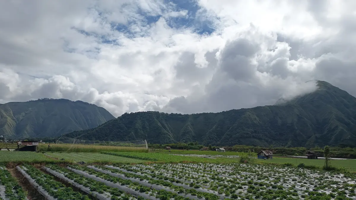SEMBALUN: Pemandangan sawah di Sembalun yang ditumbuhi dengan berbagai macam sayur mayur
