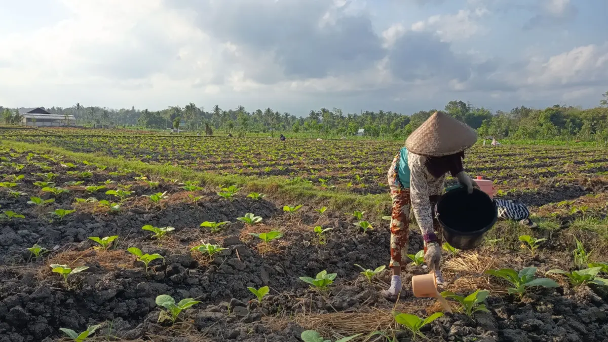 MEMUPUK TEMBAKAU: Seorang buruh tani memupuk tembakau muda di Kecamatan Sakra. 