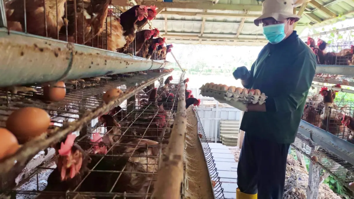 Seorang peternak unggas di Desa Segala Anyar, Pujut, Lombok Tengah, memanen telur dari kandang sebagai hasil usaha sehari-hari. (DEWI/LOMBOK POST)