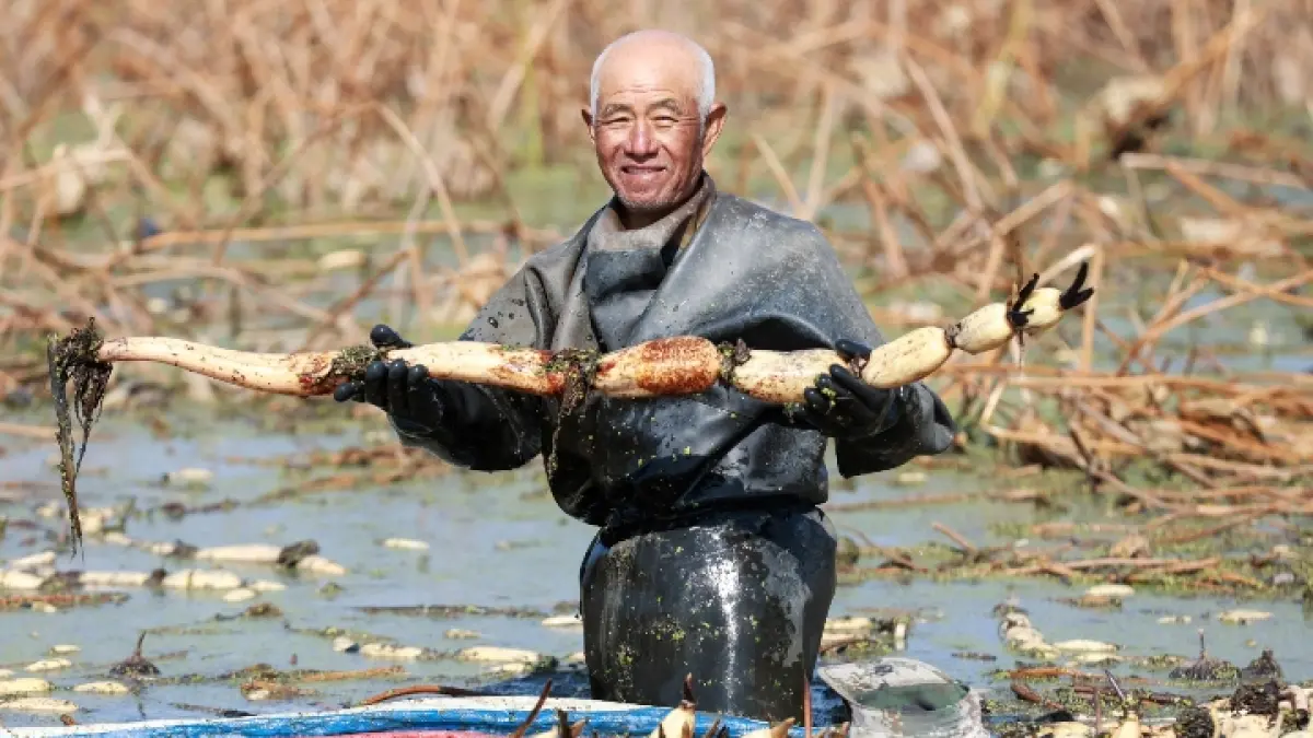 HASIL MENANAM: Seorang petani memanen akar teratai di Huaian, Provinsi Jiangsu, Tiongkok. (CN-STR/AFP)