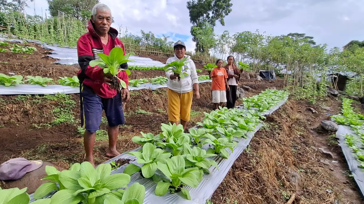 Kelompok Tani Wela Sita Werek menunjukkan hasil panen hortikultura sebagai wujud keberlanjutan program pemberdayaan masyarakat binaan PT PLN (Persero) UIP Nusra.