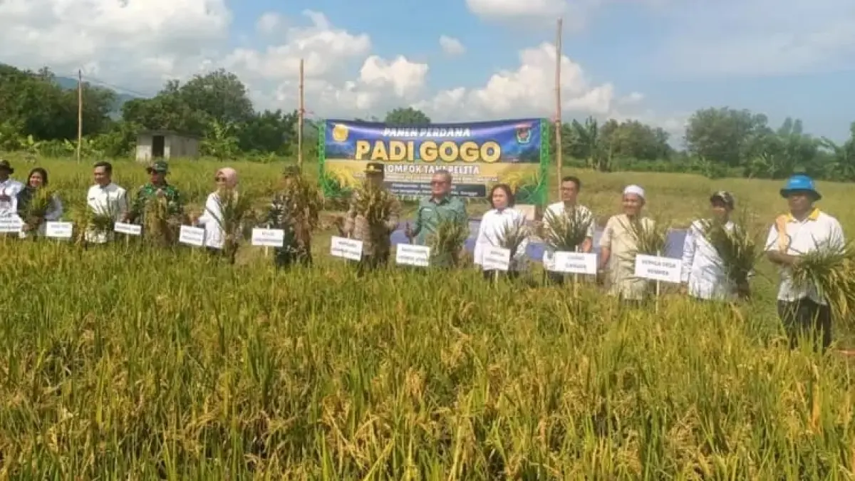 TETAP PRODUKTIF: Para petani Dusun Lempenge saat panen Padi Gogo di lahan kering.