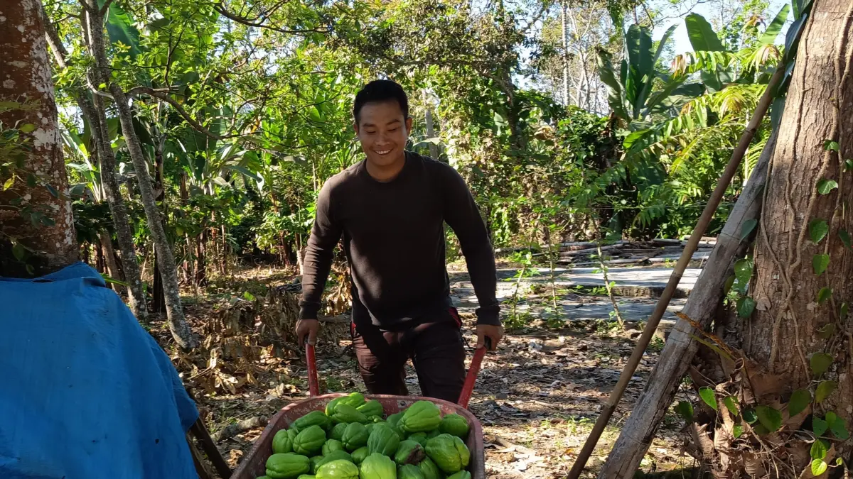 PETANI SAYUR: Rizal membawa labu siam yang baru dipetik dari pekarangan rumahnya di Desa Timba Nuh, Lombok Timur.