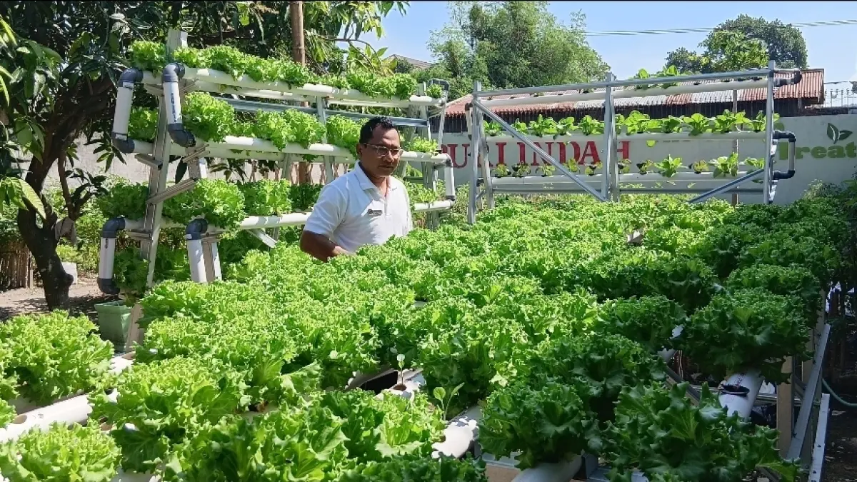 Puri Indah Hotel Mataram terapkan hidroponik di area hotel. Langkah taktis Chef Anton Sugiono ini sukses pangkas cost F&B!