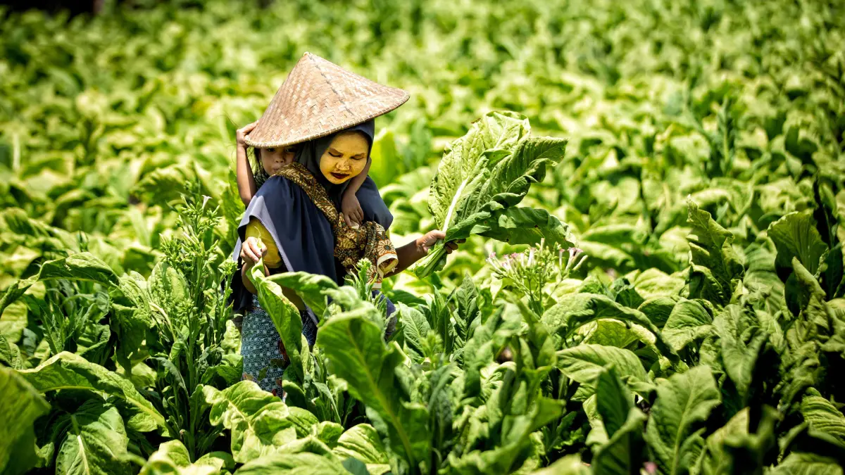 MATA PENCAHARIAN: Sambil menggendong buah hati, seorang petani tembakau merawat tanaman tembakau di lahan pertanian. (IVAN/LOMBOK POST)
