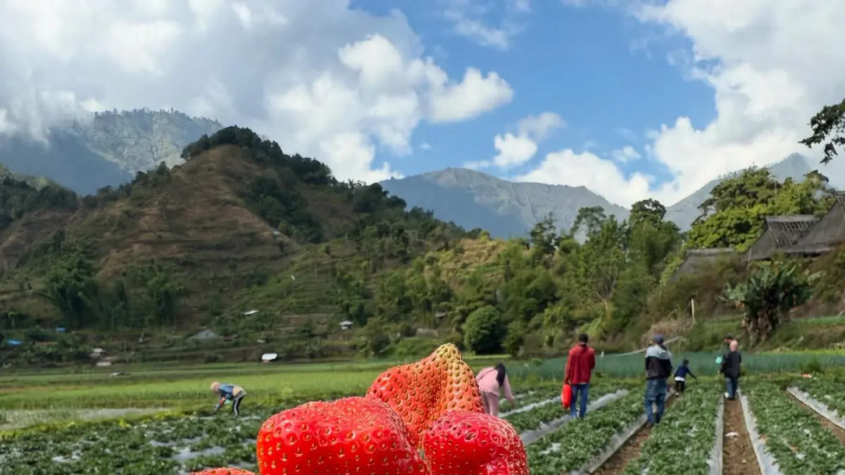 PETIK STROBERI: Sejumlah pengunjung memetik stroberi di salah satu lahan binaan Monjet Stroberi belum lama ini.  (Monjet Stroberi/Lombokpost) 