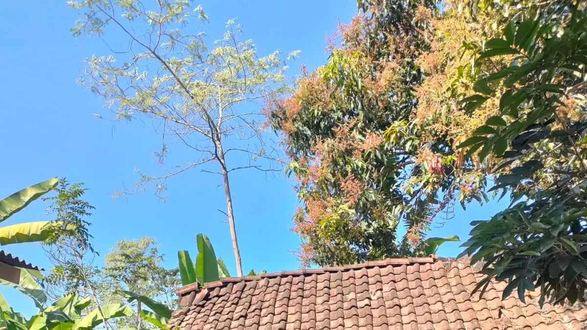 SUNTIK GRATIS: Siswa-siswi SMKN Tringa Pringgajurang saat melakukan kegiatan suntik gratis hewan ternak kepada masyarakat sekitar sekolah. 