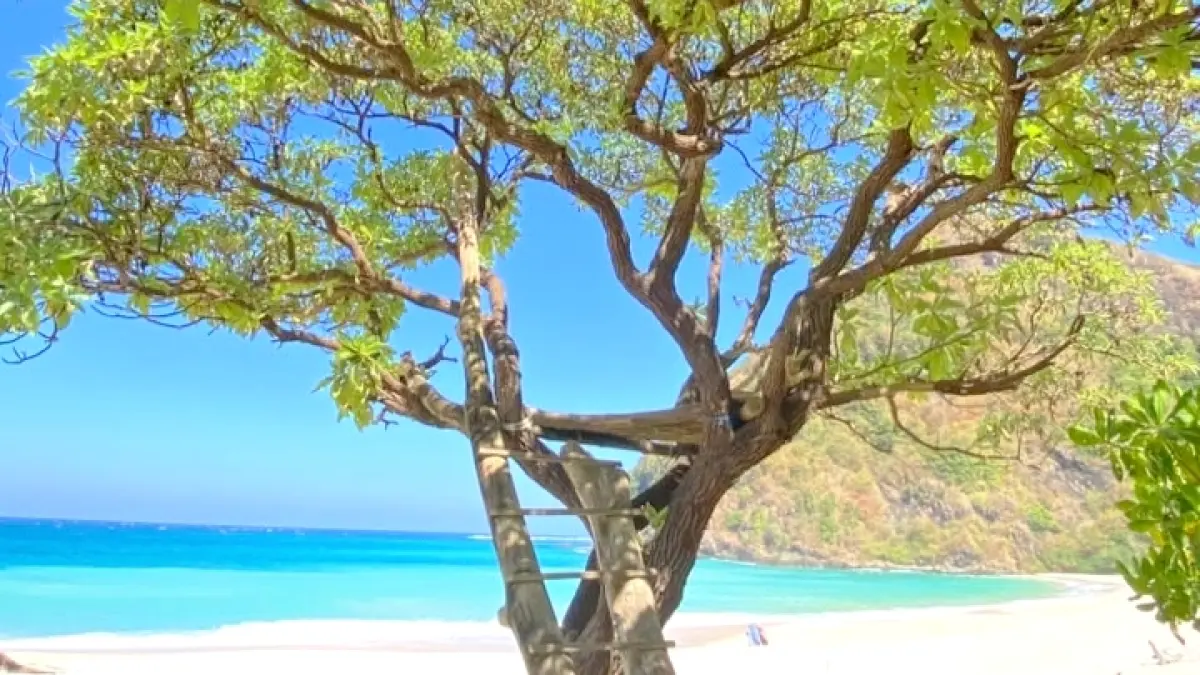 Pantai Tomang-Omang di Praya Barat, Lombok Tengah viral karena keindahan pasir merica dan rumah pohon ikoniknya. 