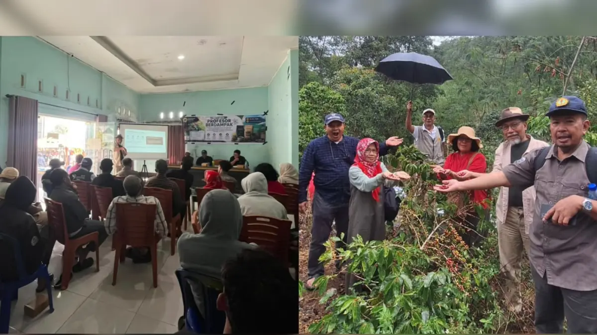 Sosialisasi Program Profesor Berdampak mengulas penerapan sehat budaya kopi, diikuti peserta dari kalangan tokoh masyarakat, kelompok tani, pemuda tani, pelaku usaha perkopian Sembalun, serta mahasiswa KKN Unram, di kantor Desa Sembalun Bumbung. Kemudian Tim Profesor Berdampak Unram terjun langsung ke lokasi kebun kopi Arabika. (IST/LOMBOK POST)