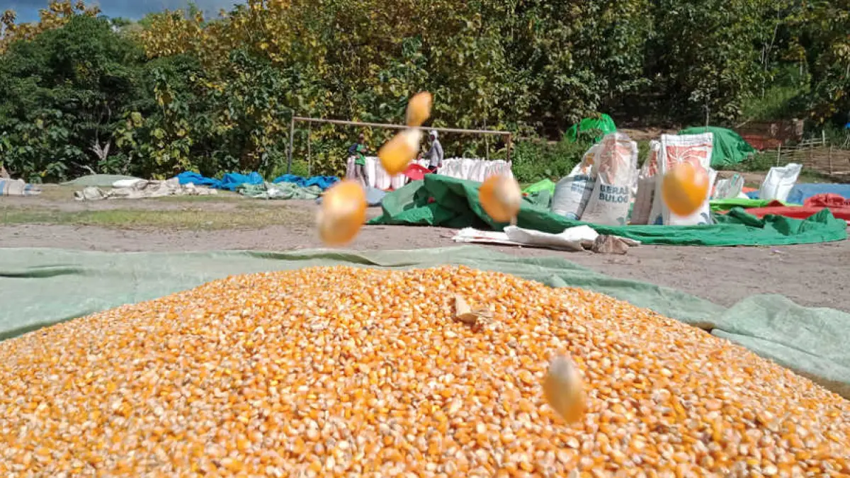 Petani di Kecamatan Donggo, Bima, sedang menjemur jagung, belum lama ini.