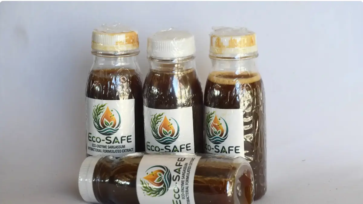 BRIN mengembangkan eco-enzyme dari Sargassum, rumput laut cokelat bernilai tambah untuk pupuk, pembersih ramah lingkungan, dan ekonomi pesisir. (brin.go.id)