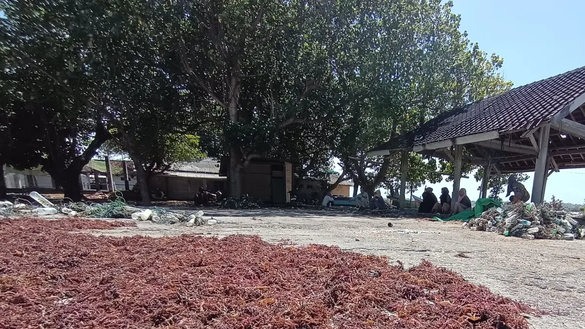 SUMBER PENDAPATAN: Rumput laut merah milik salah seorang petani di Desa Seriwe yang dijemur di pinggir pantai.&nbsp;
