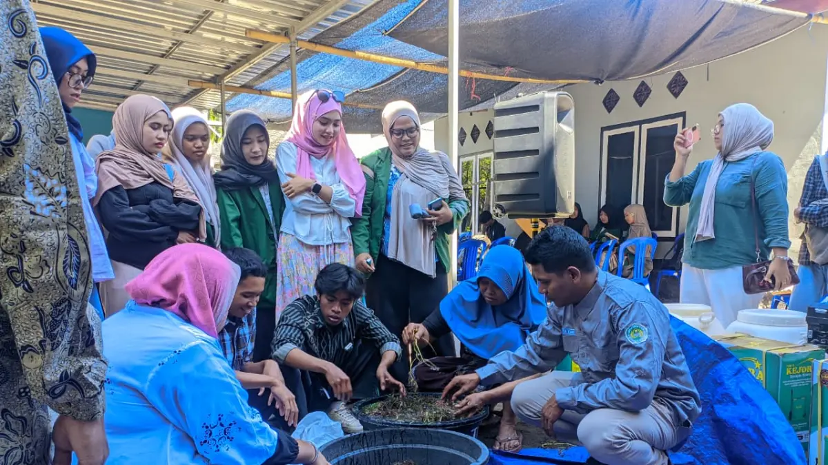 Universitas Hamzanwadi olah limbah rumput laut dan umbi gadung jadi pupuk organik serta insektisida hayati bagi petani Lombok Timur.