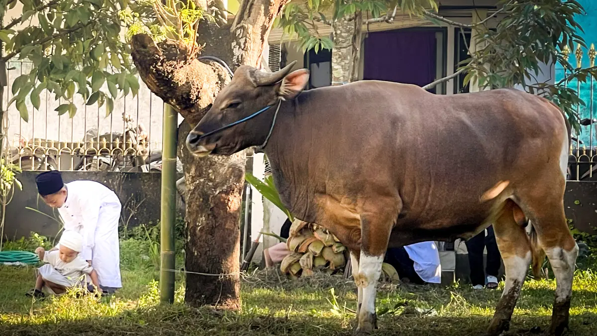 KOMODITAS DAERAH: Sapi potong milik peternak di NTB yang diikat sebelum dipasarkan, beberapa waktu lalu. (IVAN/LOMBOK POST)