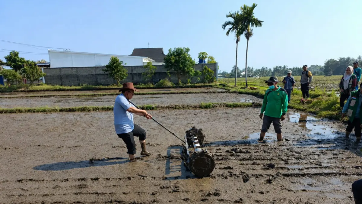 TINGKATKAN PRODUKTIVITAS: DKP3 KLU mulai menggencarkan gerakan tanam Pertanian Modern Advance Agriculture System (PMAAS) di persawahan Desa Jenggala