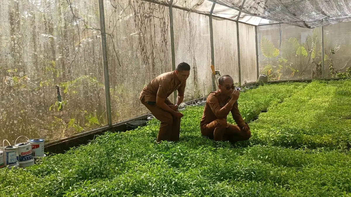 BIBIT CABAI: Kepala Dinas Pertanian dan Ketahanan Pangan NTB Lalu Mirza Amir Hamzah (pakai kacamata) meninjau bibit cabai di Green House SMKPPN Mataram, belum lama ini.
