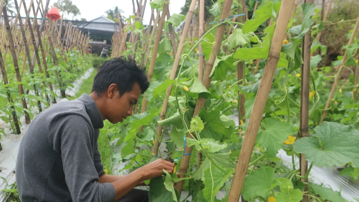 MENANTI PANEN: Sopian Hadi merawat tanaman melon miliknya agar berbuah besar di lahan miliknya, beberapa waktu lalu. (SUPARDI/LOMBOK POST)