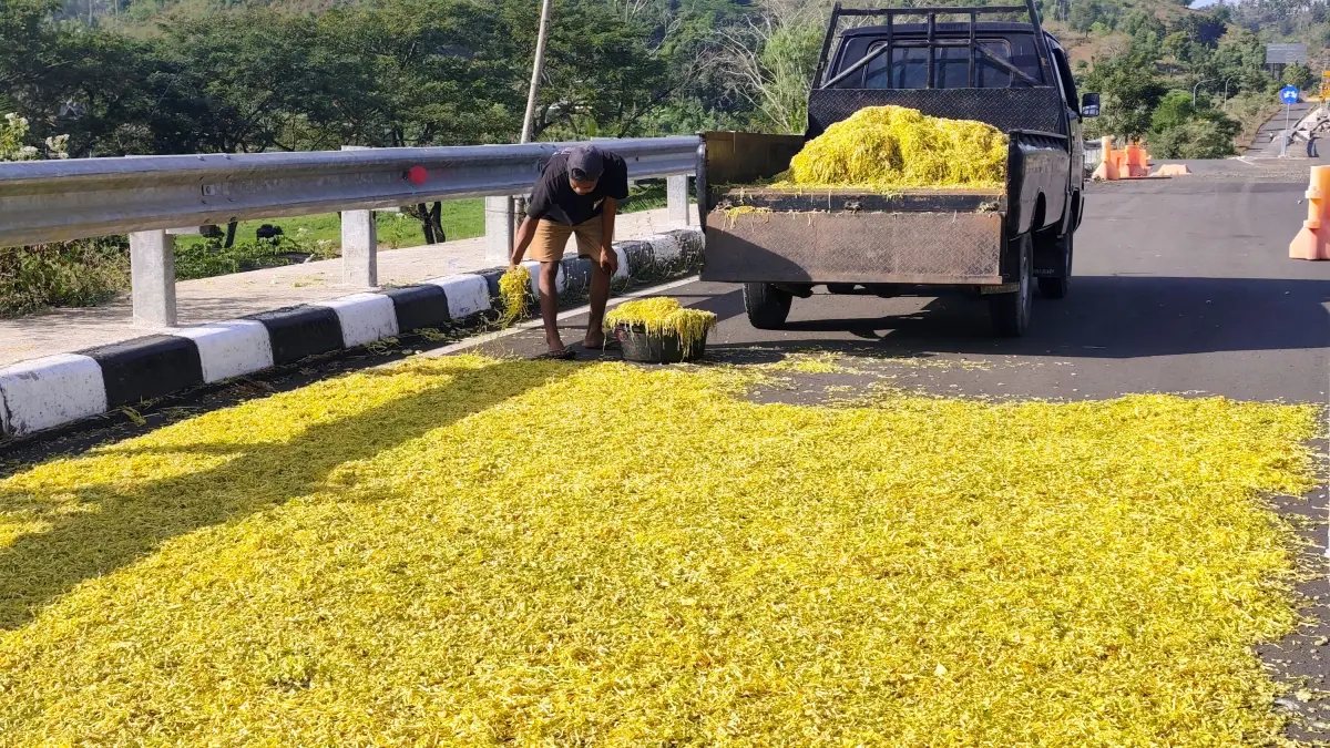 SEGERA BEROPERASI: Seorang buruh menjemur tembakau di pinggir jalan bypass BIL-Mandalika, Loteng, Senin (3/8). Disperindag Loteng menunggu penerbitan pita cukai sehingga SIHT segera beroperasi.