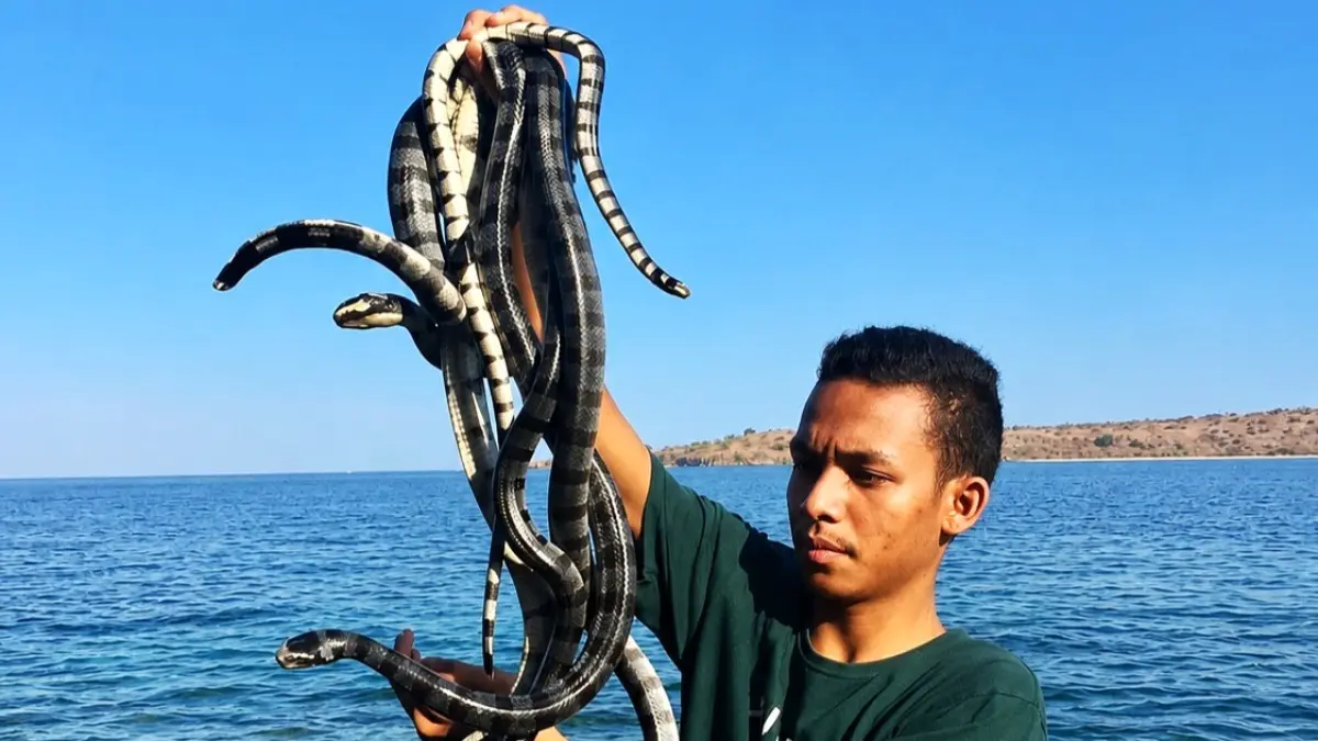 MENANTANG: Pengunjung yang tengah memegang ular unik, habitat alami Pulau Ular di kawasan perairan Kecamatan Wera, Kabupaten Bima. (ISTIMEWA)