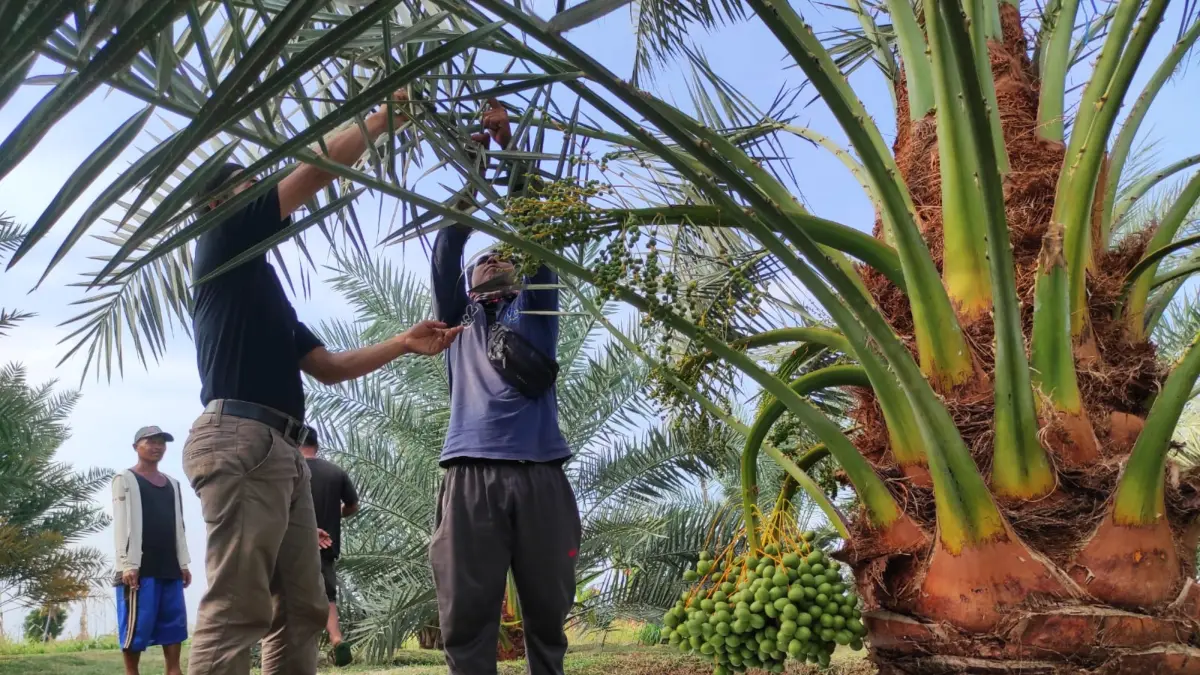 SUMBER EKONOMI BARU: Pohon kurma yang dibudidayakan di Lombok Utara. (DOK/LOMBOK POST)