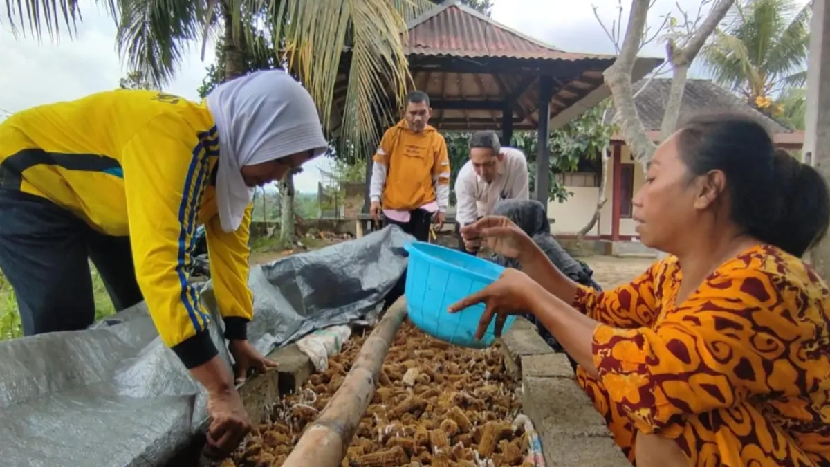 MESIN CUAN: Anggota Pekka Lobar yang tengah membudidayakan jamur jenggel jagung, belum lama ini. (IST/LOMBOK POST)