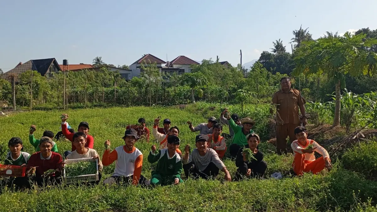 URBAN FARMING: Siswa SMKPPN Mataram memanen rukola pada saat PKL di Jafri Farm, Selasa (11/8).
