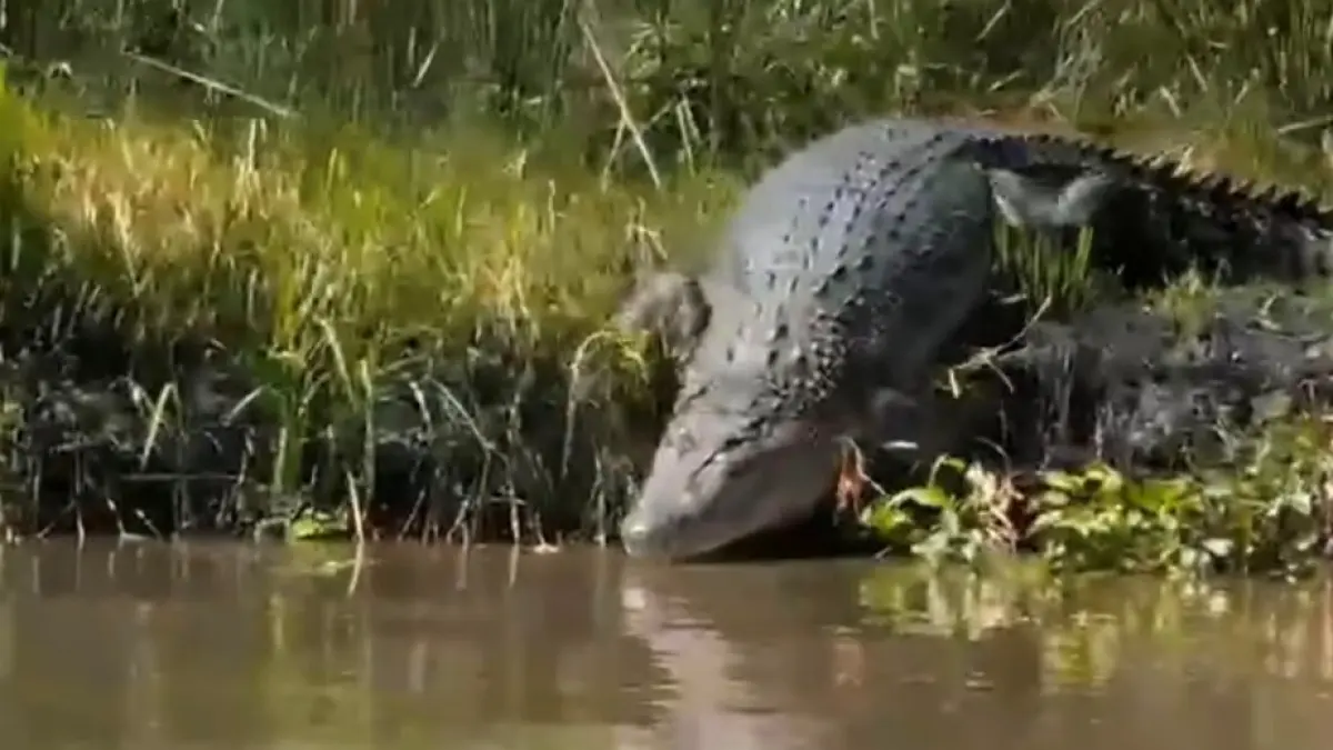 UNJUK DIRI: Buaya Sungai Sidokare, Sidoarjo. Buaya tersebut kerap terlihat oleh pengemudi perahu. (JAWA POS)