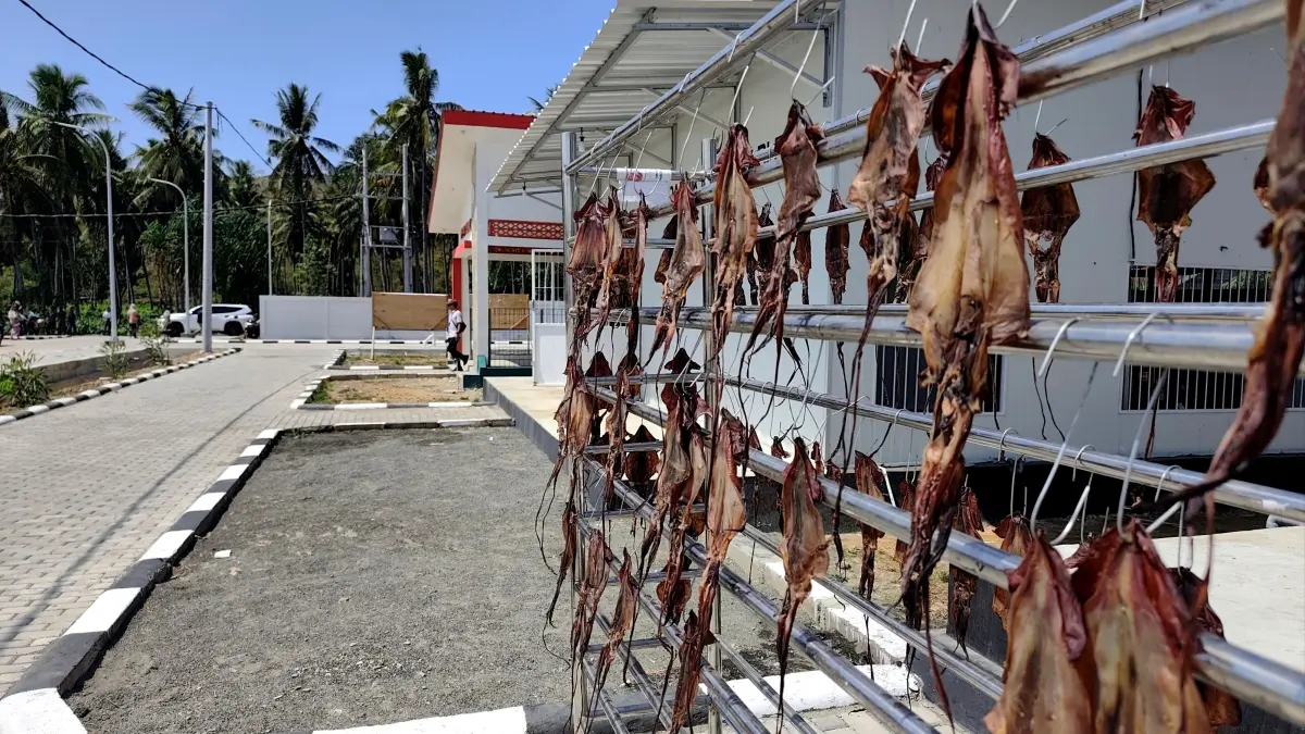 Deretan cumi dikeringkan di area lahan KNMP Bilelando, Desa Bilelando, Kecamatan Praya Timur, Lombok Tengah, beberapa waktu lalu. Pemkab Loteng pastikan usulan pembangunan KNMP di Desa Kuta dibatalkan karena terbentur kabel bawah tanah.