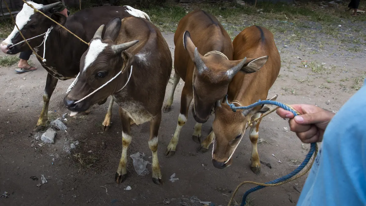 HEWAN TERNAK: Beberapa sapi yang berada di salah satu lokasi peternakan di NTB, menjadi bagian dari rantai pangan asal hewan. (IVAN/LOMBOK POST)